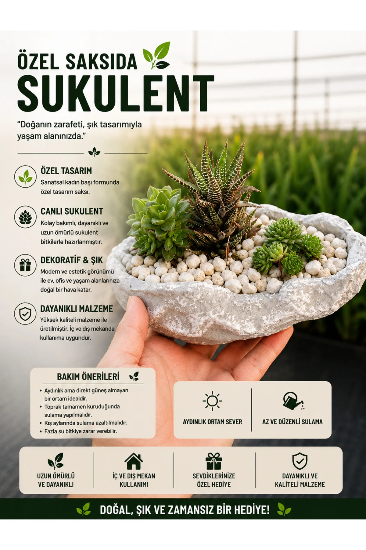 Özel Tasarım Taş Saksıda Canlı Sukulent Aranjmanı | Dekoratif Ev ve Ofis Bitkisi Özel Tasarım Taş Saksıda Canlı Sukulent Aranjmanı | Dekoratif Ev ve Ofis Bitkisi