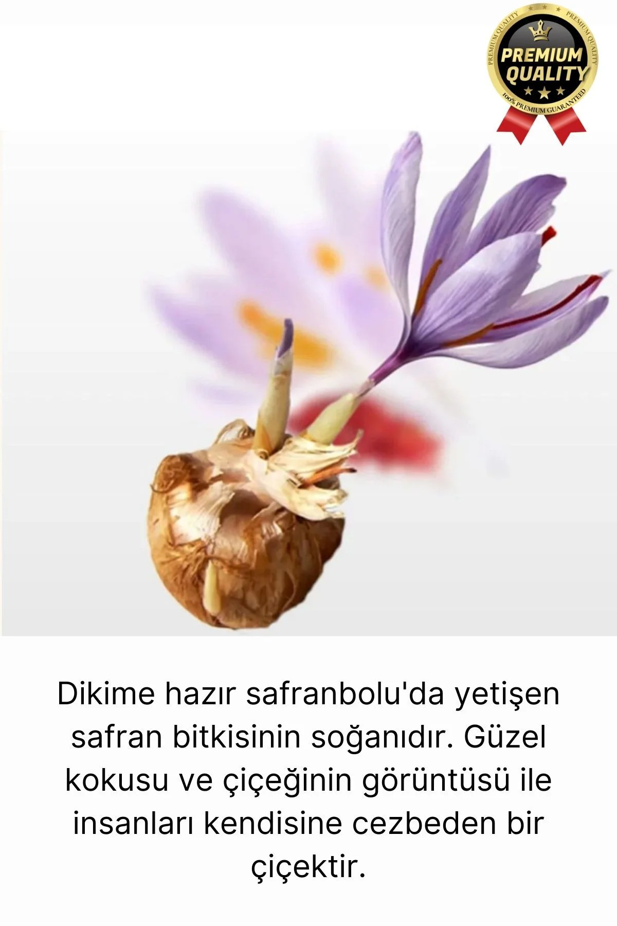 Özel Yerli Üretim Dikime Hazır Büyük Boy 1. Kalite Efsane Safranbolu Safran Soğanı Bitkisi - 1 Adet