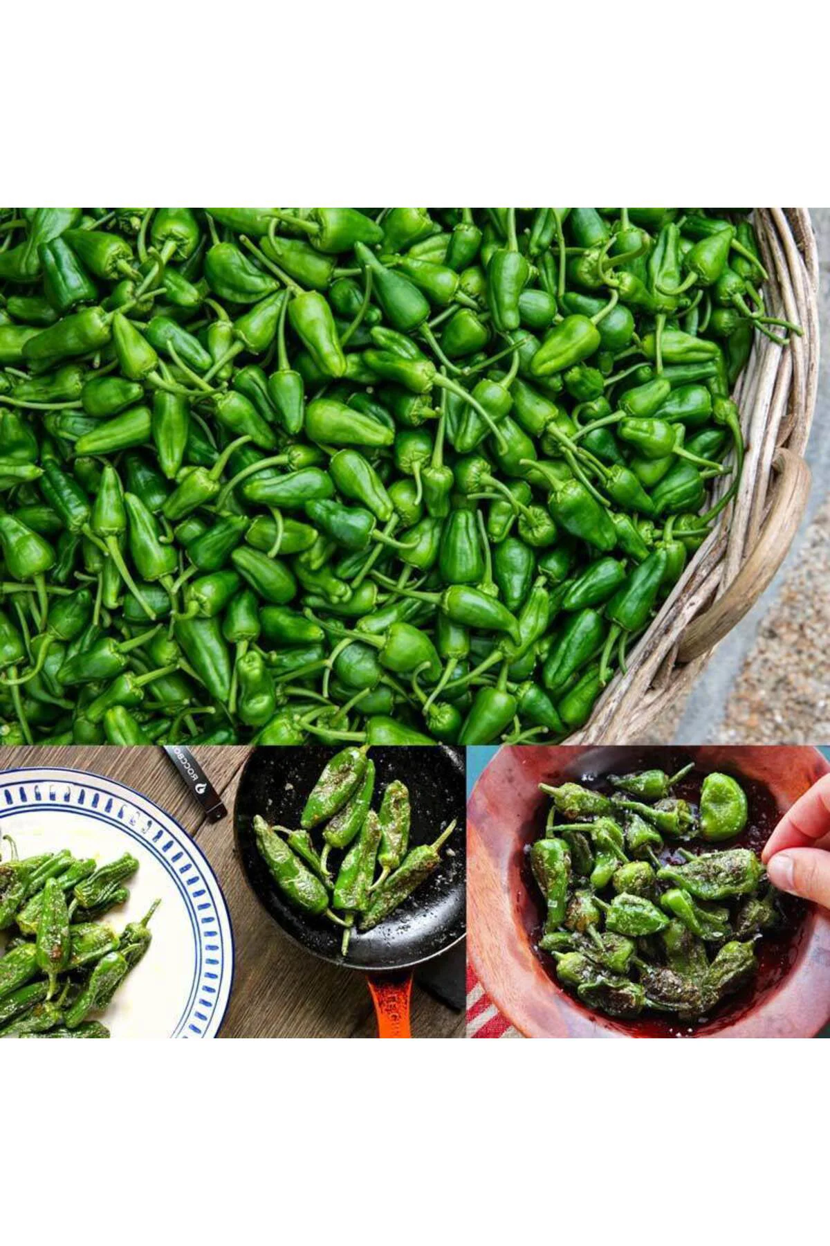 Padron acı biber tohumu Padron acı biber tohumu