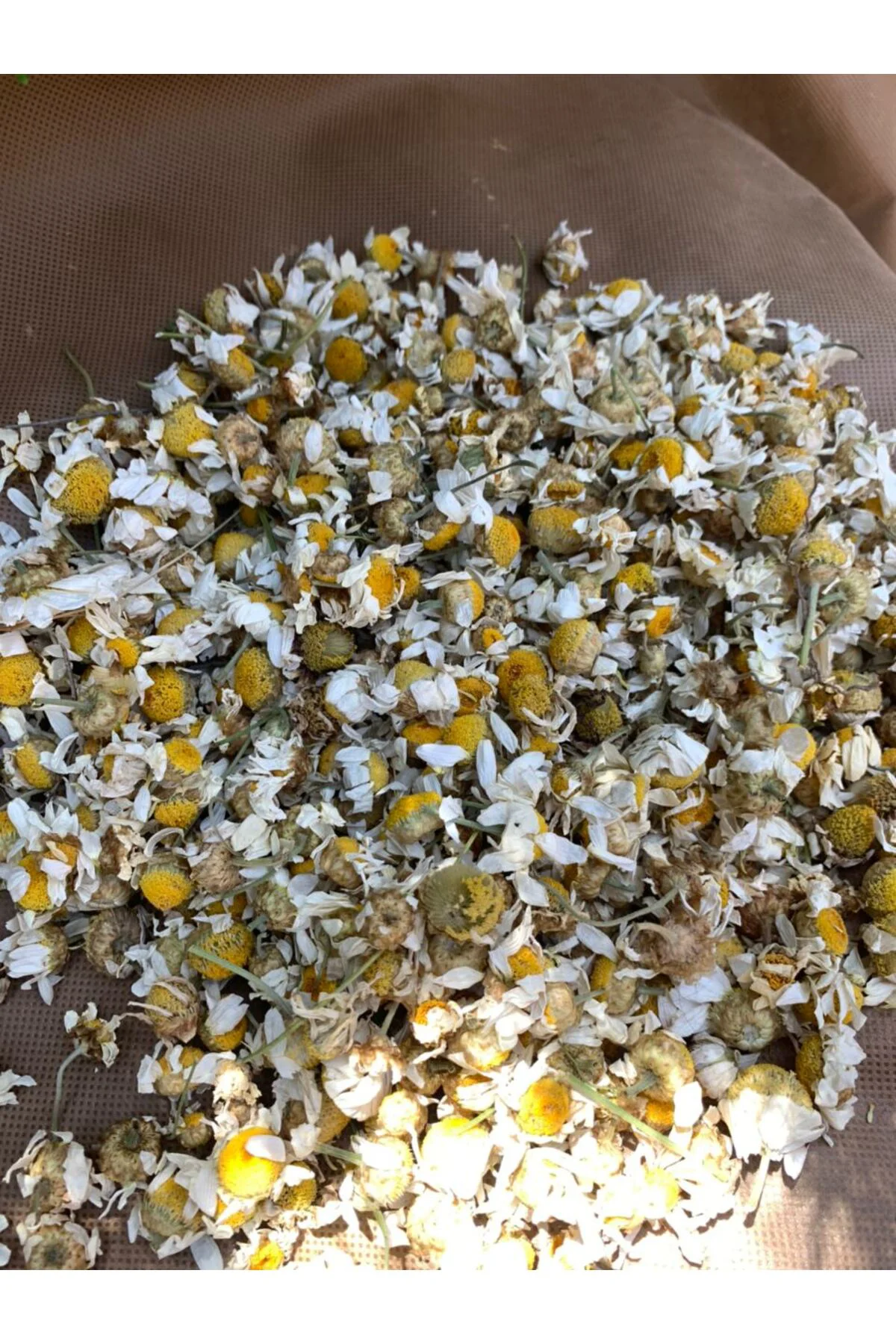 Papatya Kurusu 100 gr Fiyatı, Yorumları ve Özellikleri