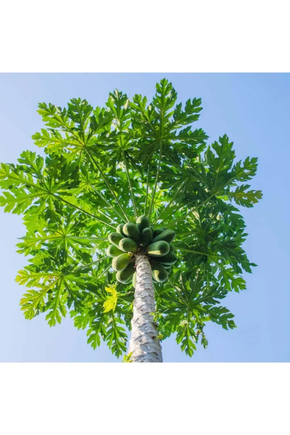 Papaya (ağaç Kavunu) Fidanı (2 Adet) 2 Yaş 50 cm