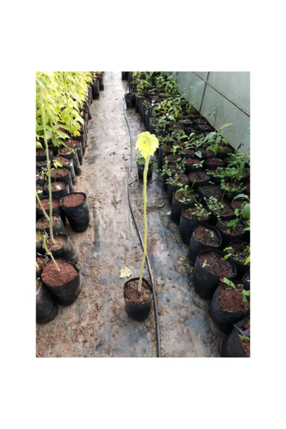 Papaya (ağaç Kavunu) Fidanı (2 Adet) 2 Yaş 50 cm
