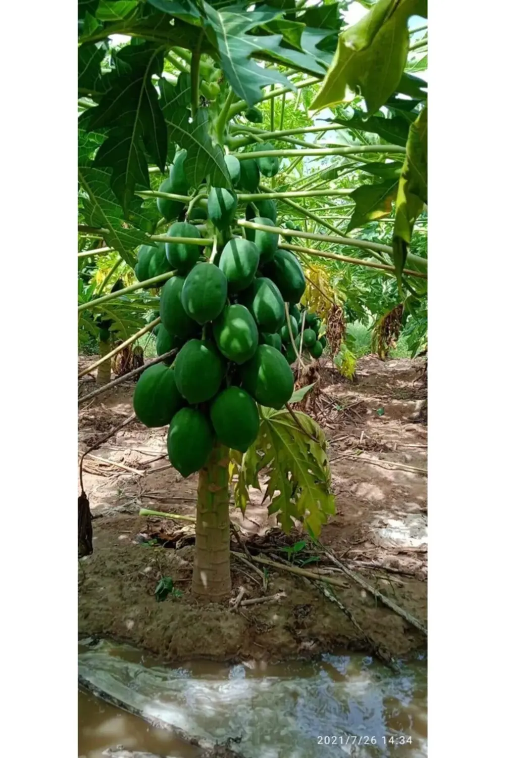 Papaya Ağaç Kavunu Fidanı 80 150 Cm Arası