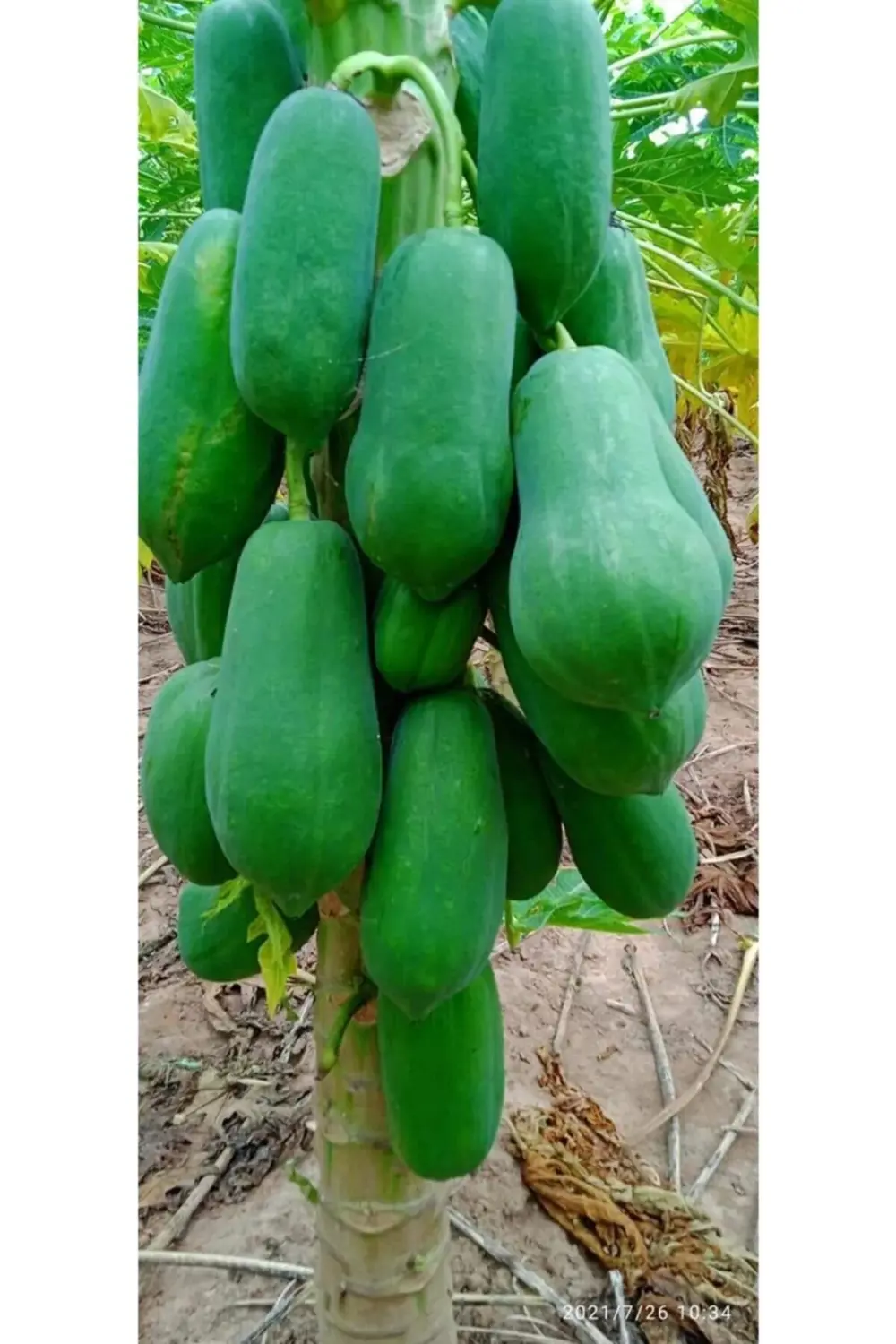 Papaya Ağaç Kavunu Fidanı 80 150 Cm Arası