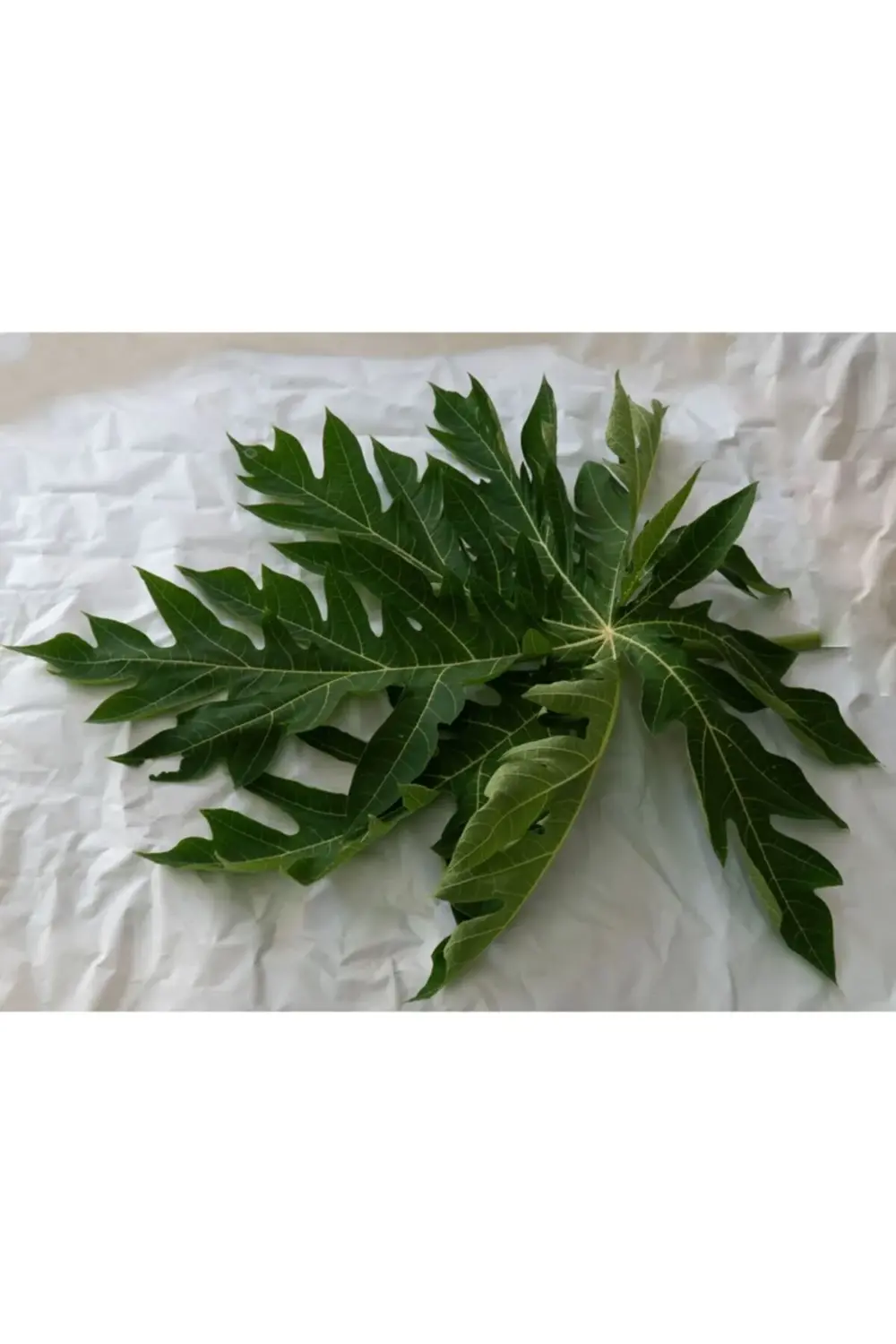 Papaya Çayı Için Papaya Yaprağı 3 Adet