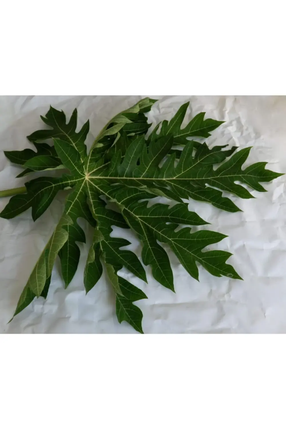 Papaya Çayı Için Papaya Yaprağı 3 Adet