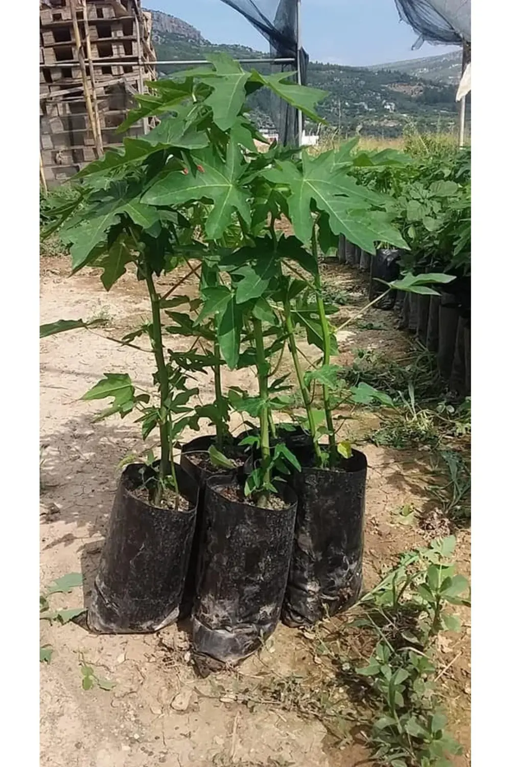 Papaya meyvesi fidanı