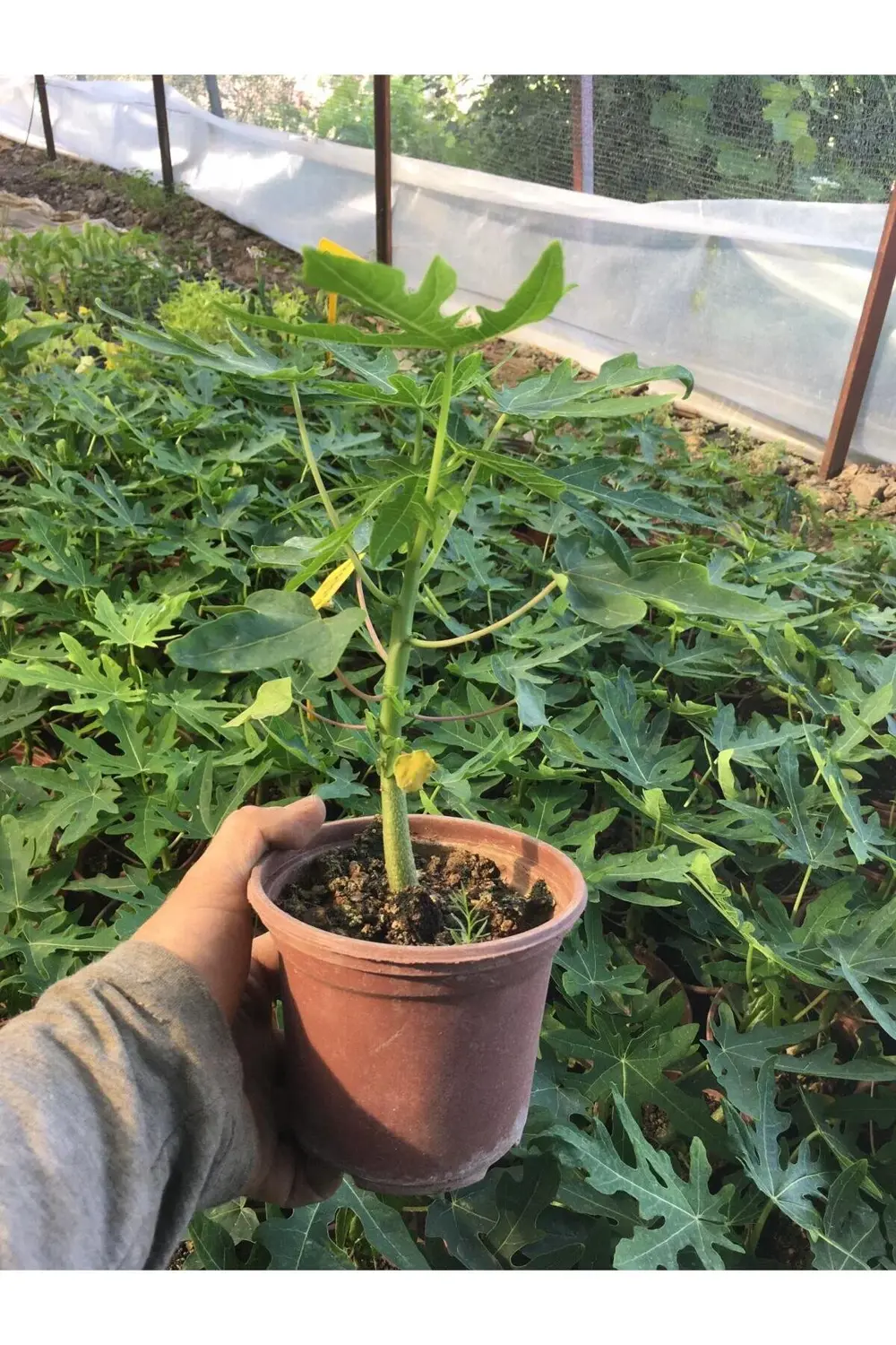 Papaya meyvesi fidanı