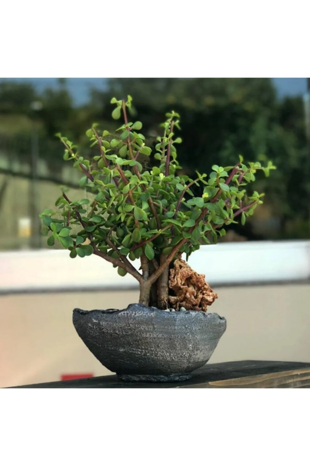 Para Ağacı Bonsai Bitkisi Para Ağacı Bonsai Bitkisi