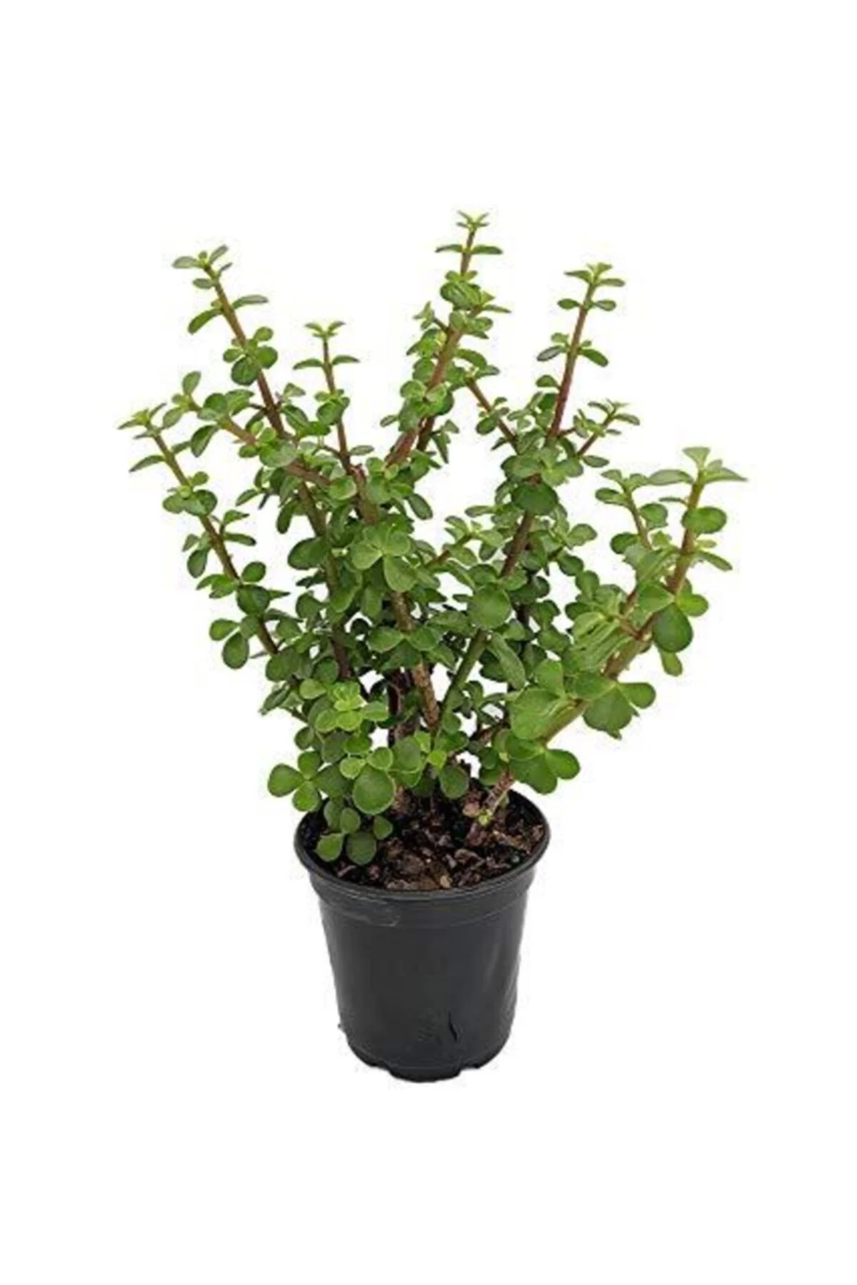 Para Ağacı Bonsai Bitkisi Para Ağacı Bonsai Bitkisi