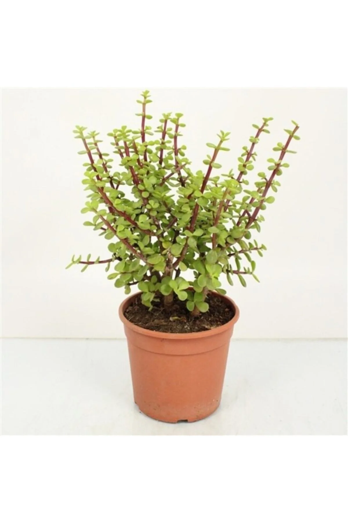 Para Ağacı Bonsai Bitkisi Para Ağacı Bonsai Bitkisi