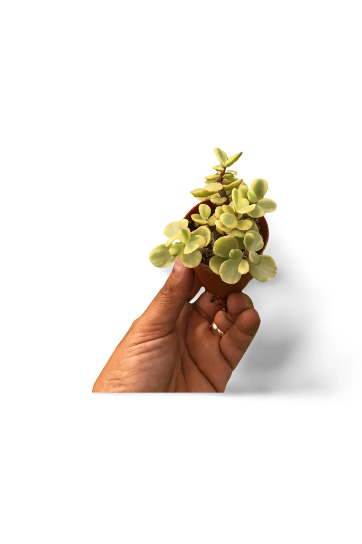 Para Ağacı Bonsai Portulacaria Afra Fil Yemi Sukulent 5,5cm - Görsel 4