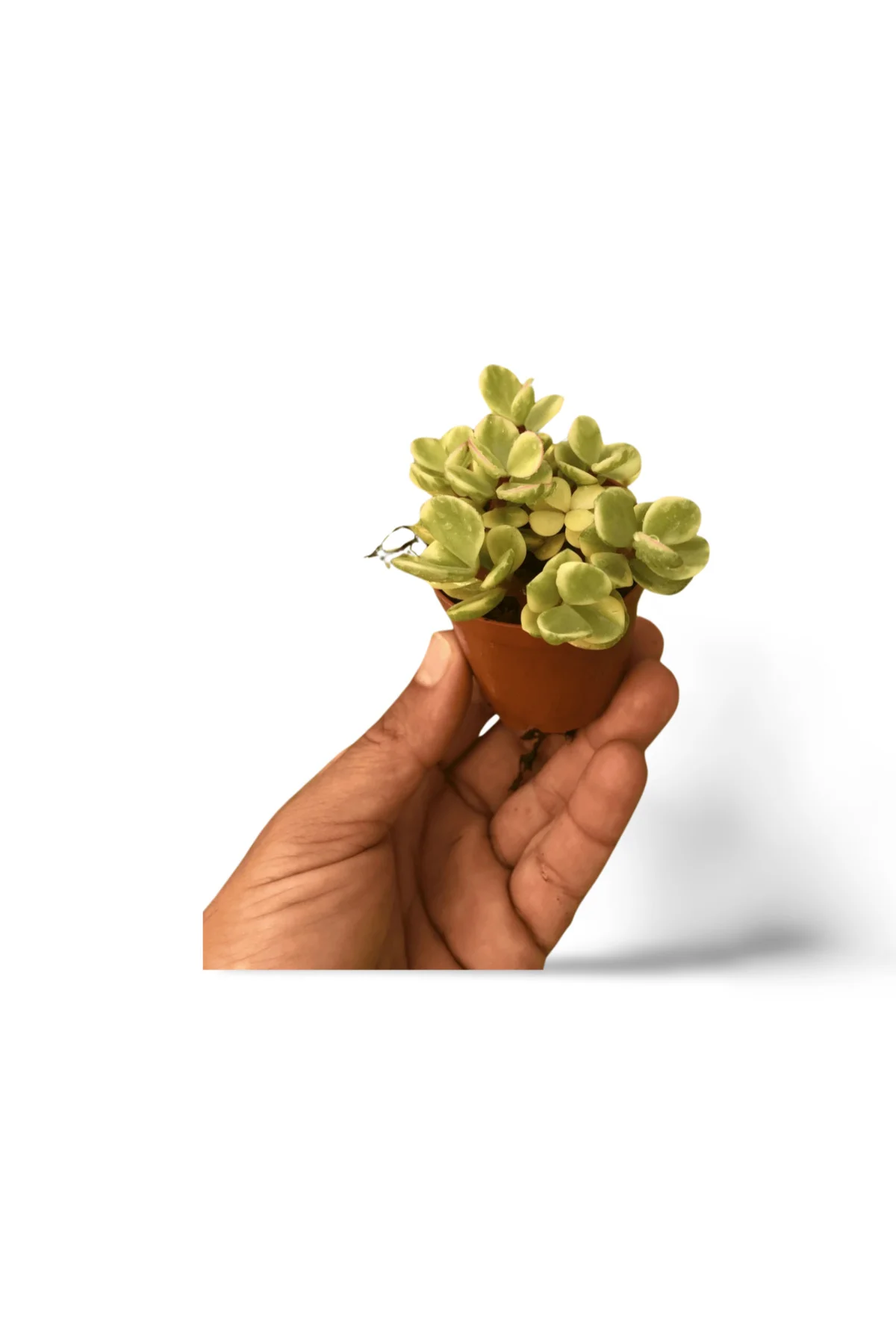 Para Ağacı Bonsai Portulacaria Afra Fil Yemi Sukulent 5,5cm
