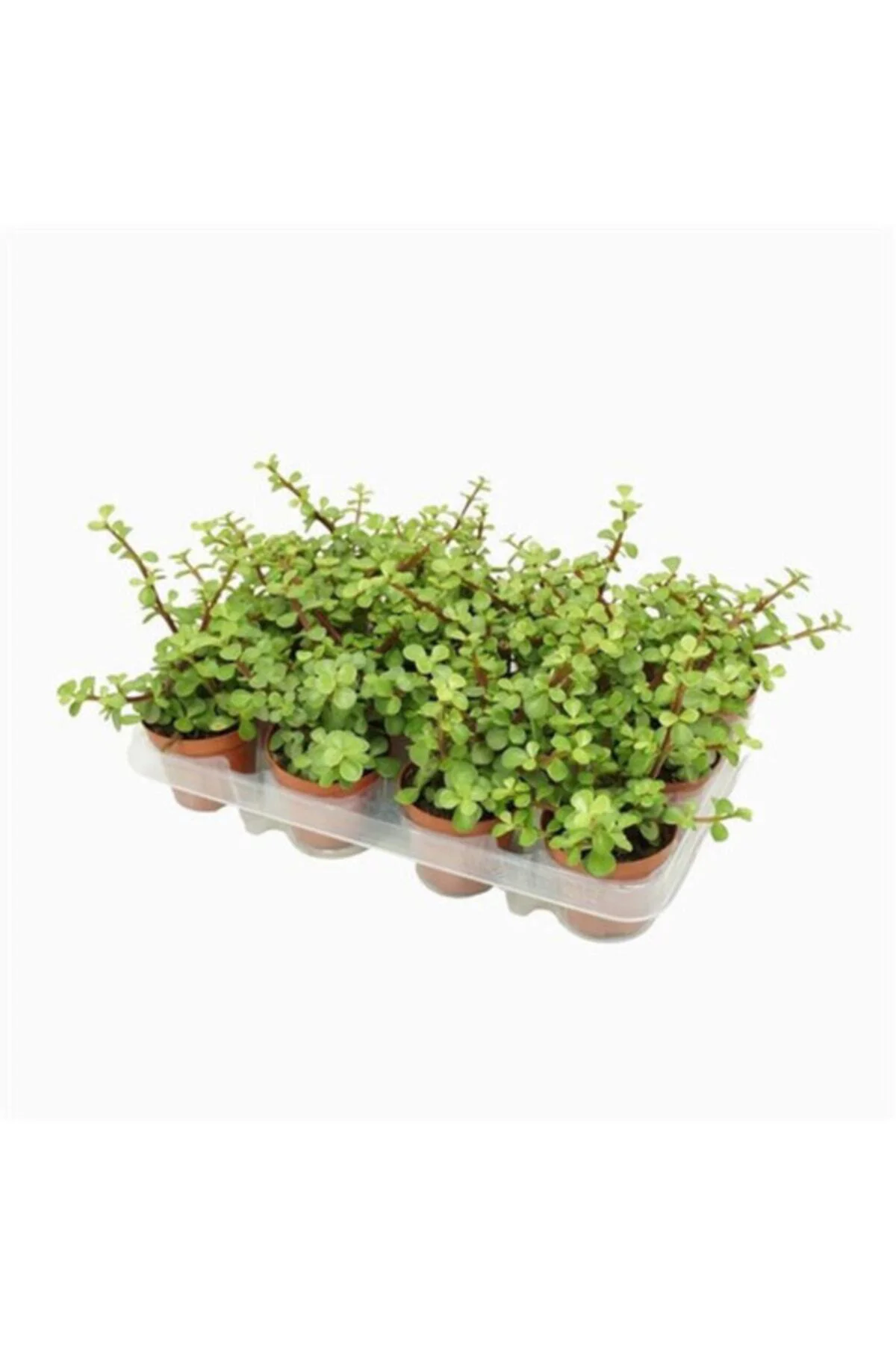 Para Ağacı Bonsai Portulacaria Afra Fil Yemi Sukulent 5,5cm