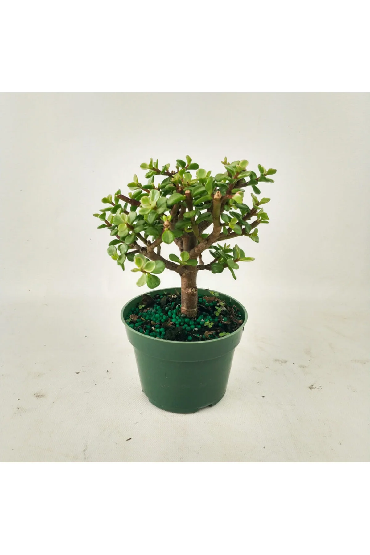 Para bonsai orta boy odunsu gövde Afra para çiçeği 001be