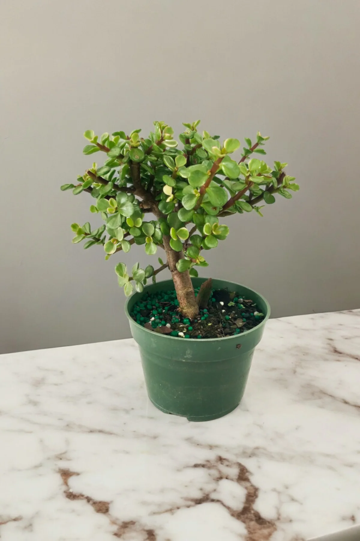 Para bonsai orta boy odunsu gövde Afra para çiçeği 001 - Görsel 5