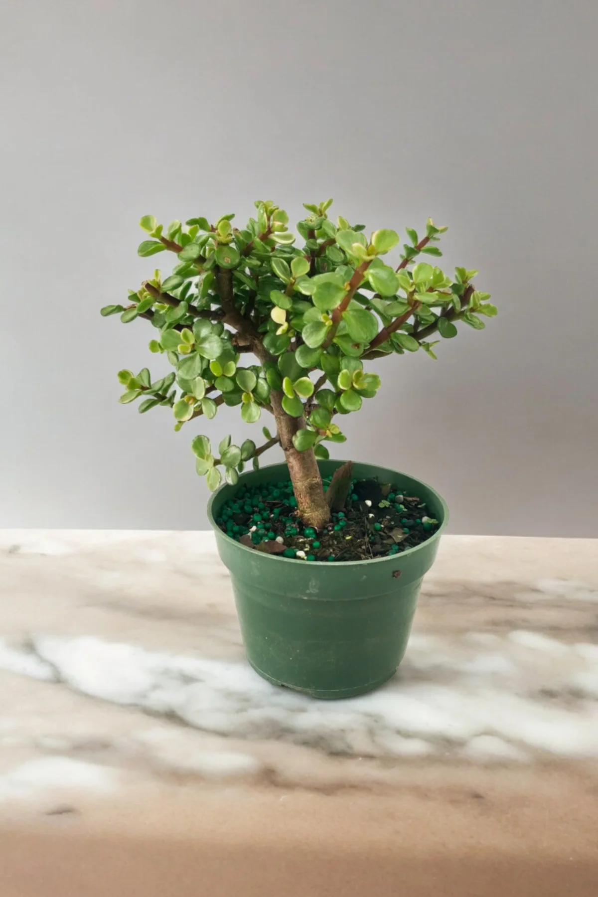 Para bonsai orta boy odunsu gövde Afra para çiçeği 001 - Görsel 2