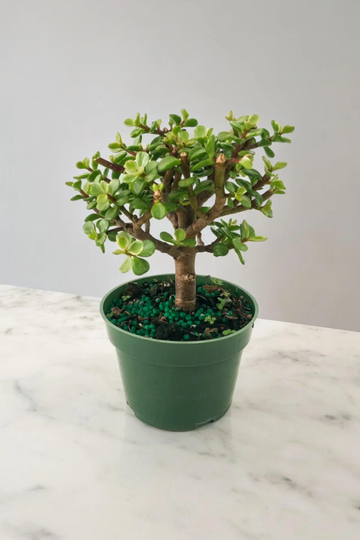 Para bonsai orta boy odunsu gövde Afra para çiçeği 001be