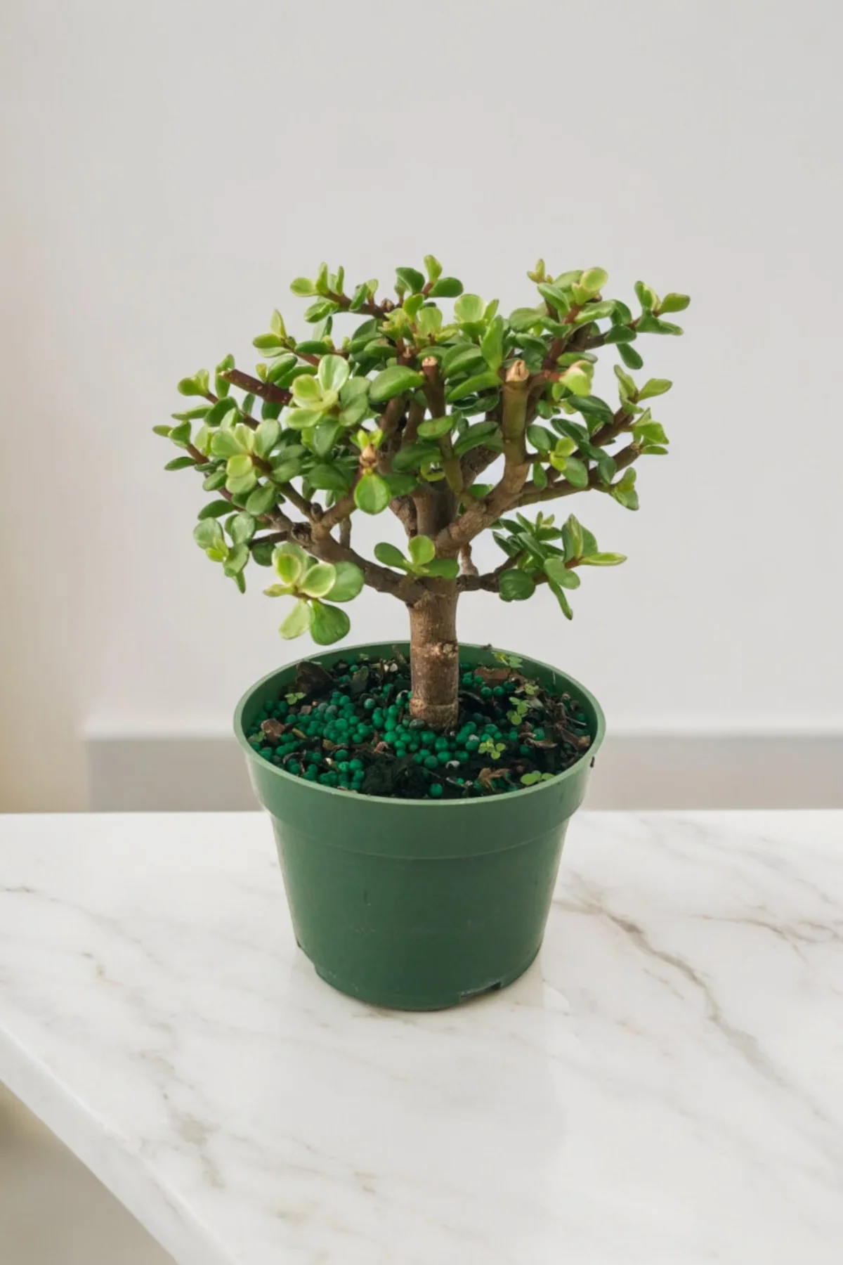 Para bonsai orta boy odunsu gövde Afra para çiçeği 001be - Görsel 3