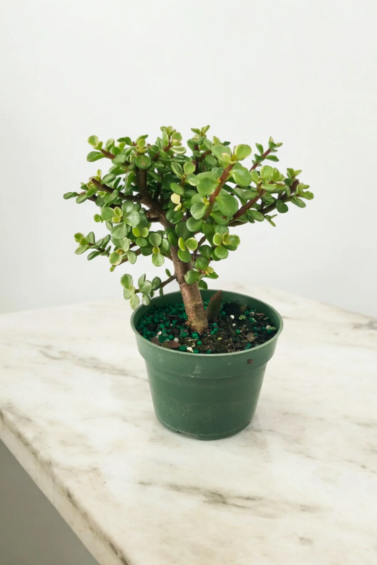 Para bonsai orta boy odunsu gövde Afra para çiçeği 001 - Görsel 6