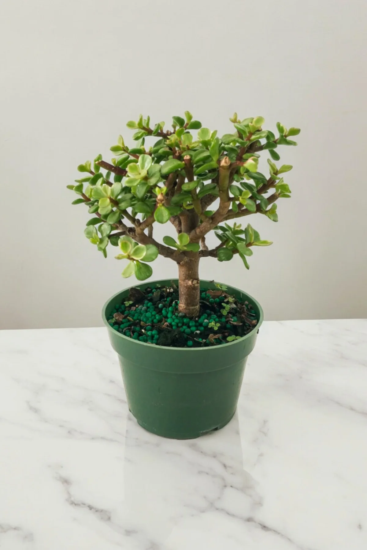 Para bonsai orta boy odunsu gövde Afra para çiçeği 001be - Görsel 4