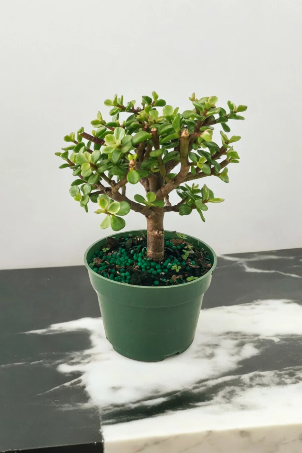 Para bonsai orta boy odunsu gövde Afra para çiçeği 001 - Görsel 4