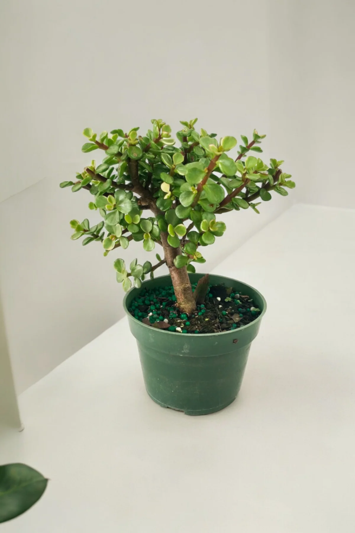 Para bonsai orta boy odunsu gövde Afra para çiçeği 001be - Görsel 6