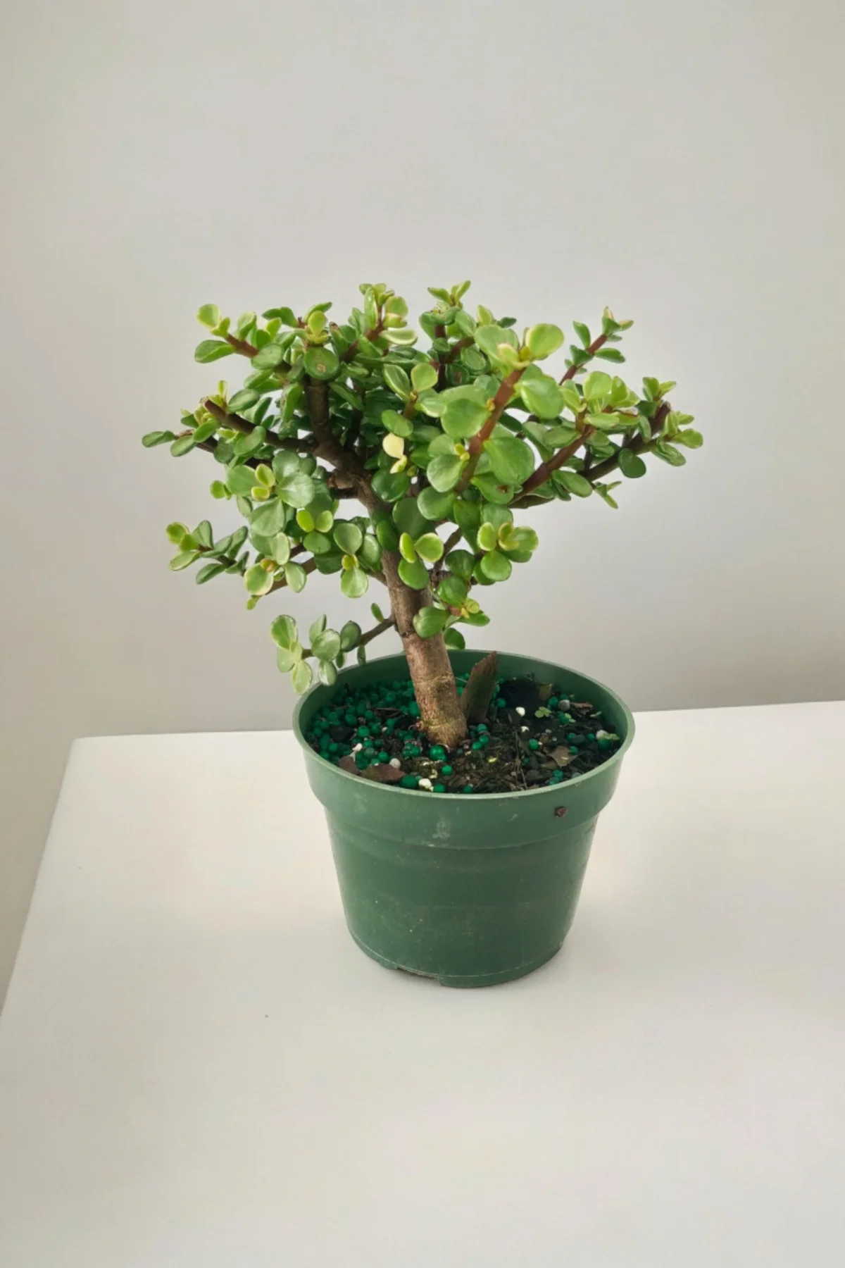 Para bonsai orta boy odunsu gövde Afra para çiçeği 001be