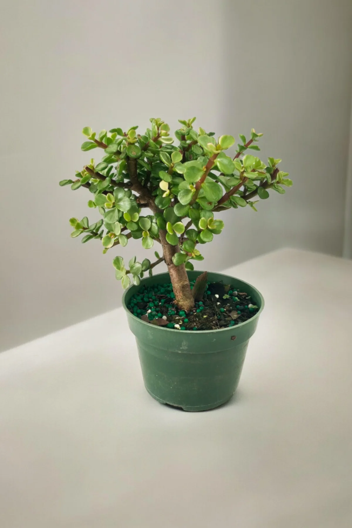 Para bonsai orta boy odunsu gövde Afra para çiçeği 001be