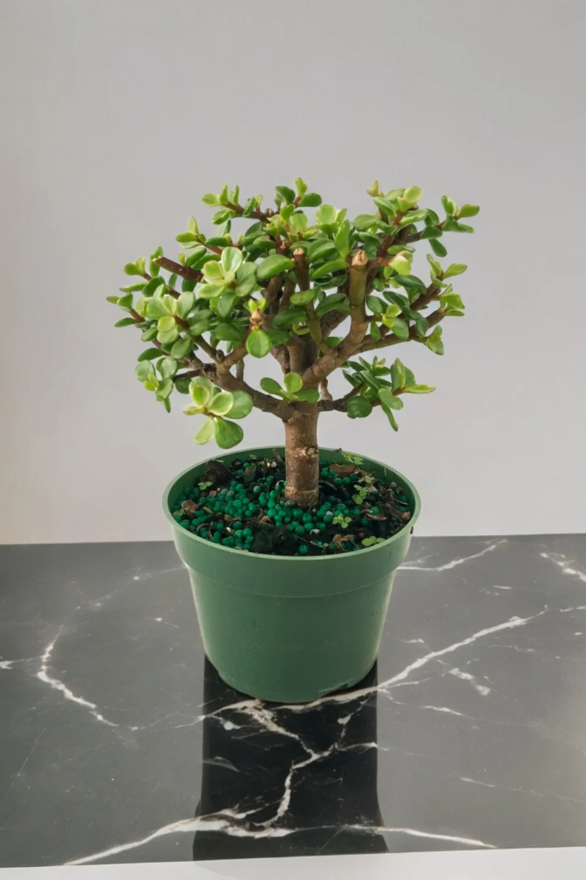 Para bonsai orta boy odunsu gövde Afra para çiçeği 001 - Görsel 3