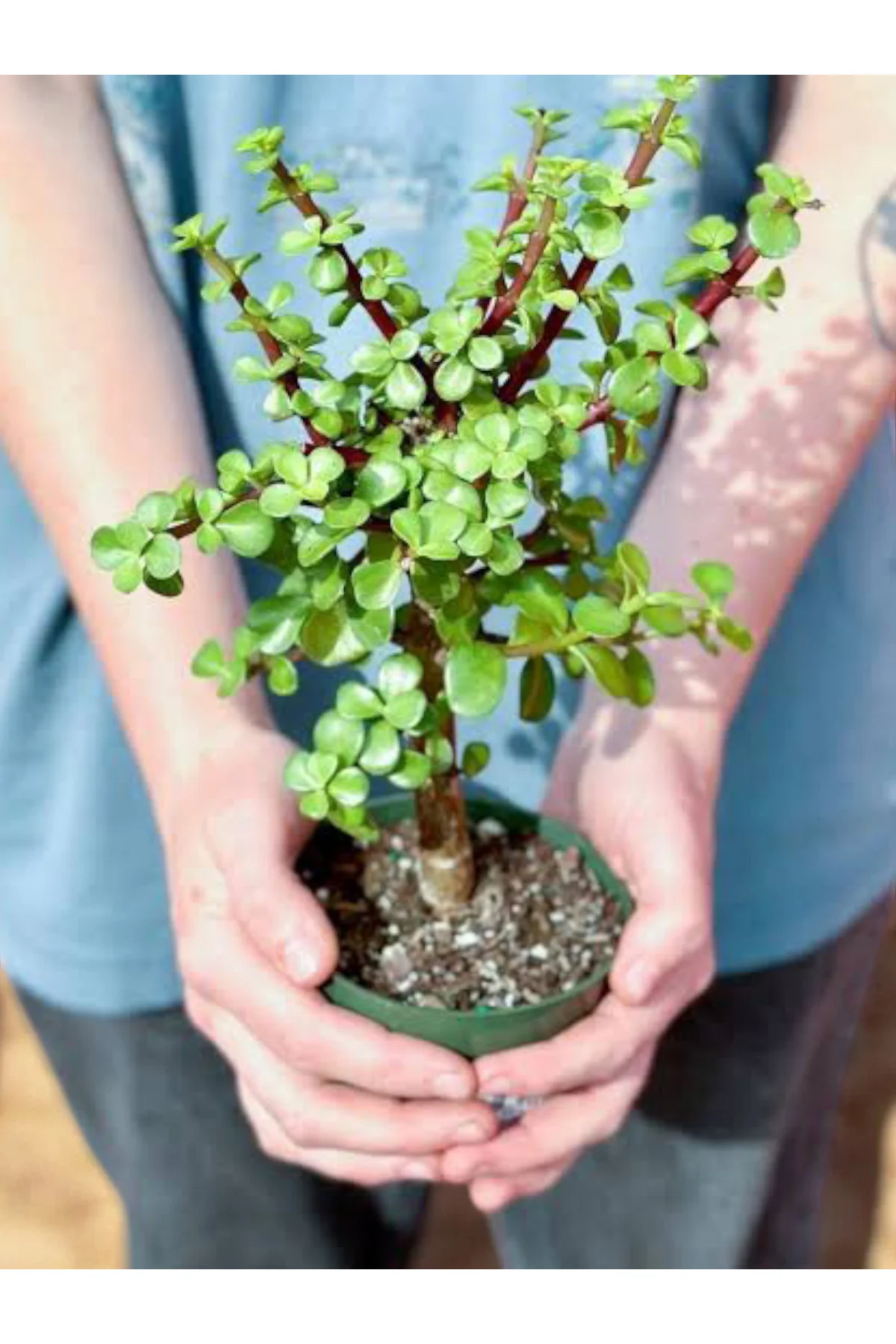 Para Bonsai üretim saksısında para çiçeği para ağacı Para Bonsai üretim saksısında para çiçeği para ağacı - Görsel 2
