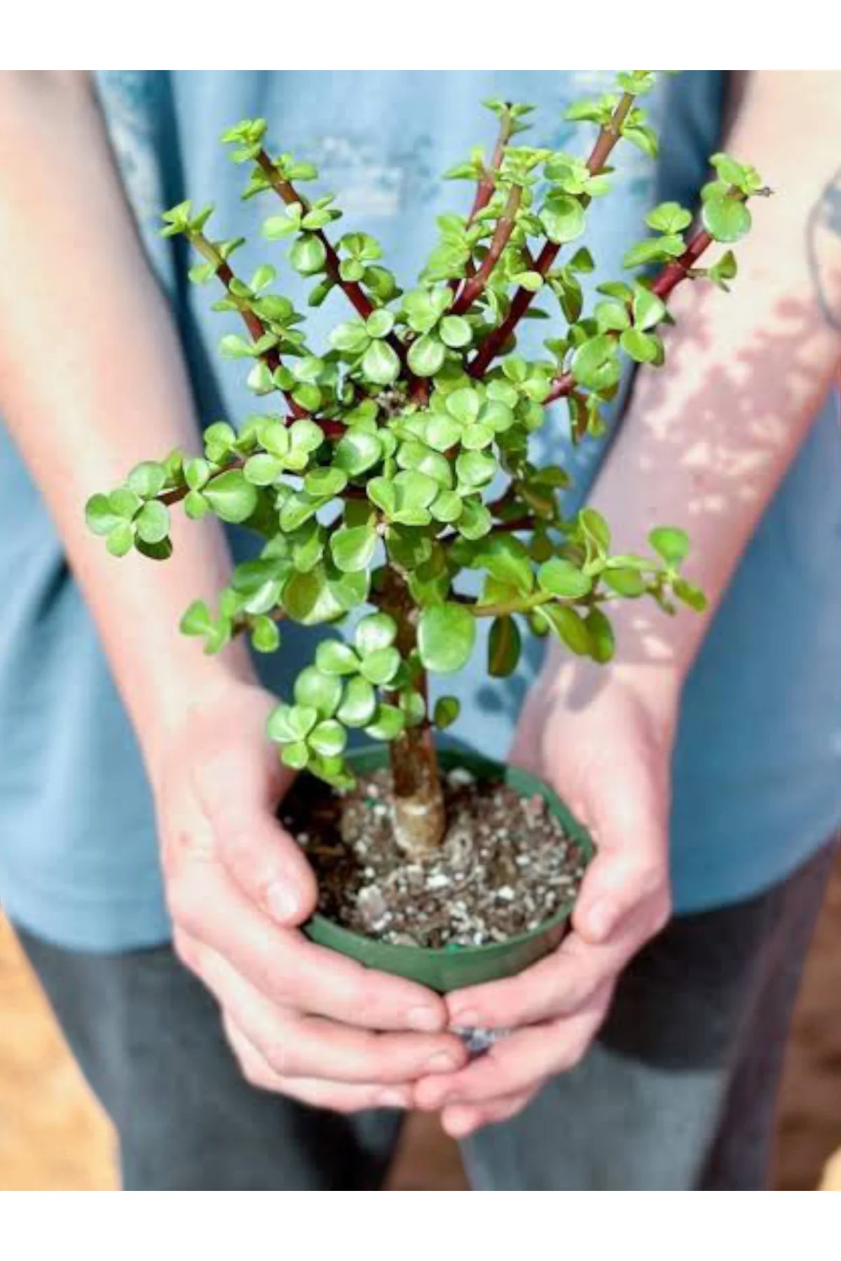 Para Bonsai üretim saksısında para çiçeği para ağacı Para Bonsai üretim saksısında para çiçeği para ağacı - Görsel 4