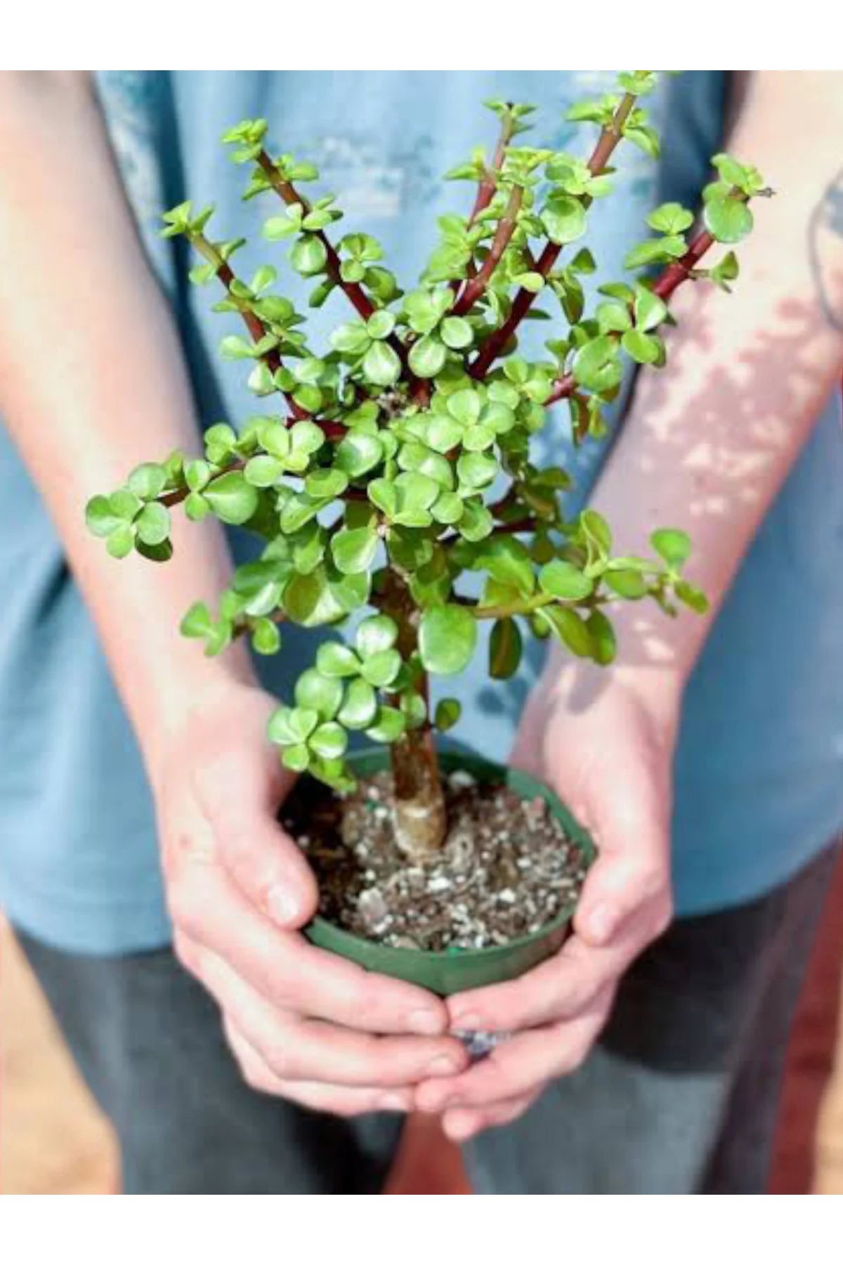 Para Bonsai üretim saksısında para çiçeği para ağacı Para Bonsai üretim saksısında para çiçeği para ağacı - Görsel 3