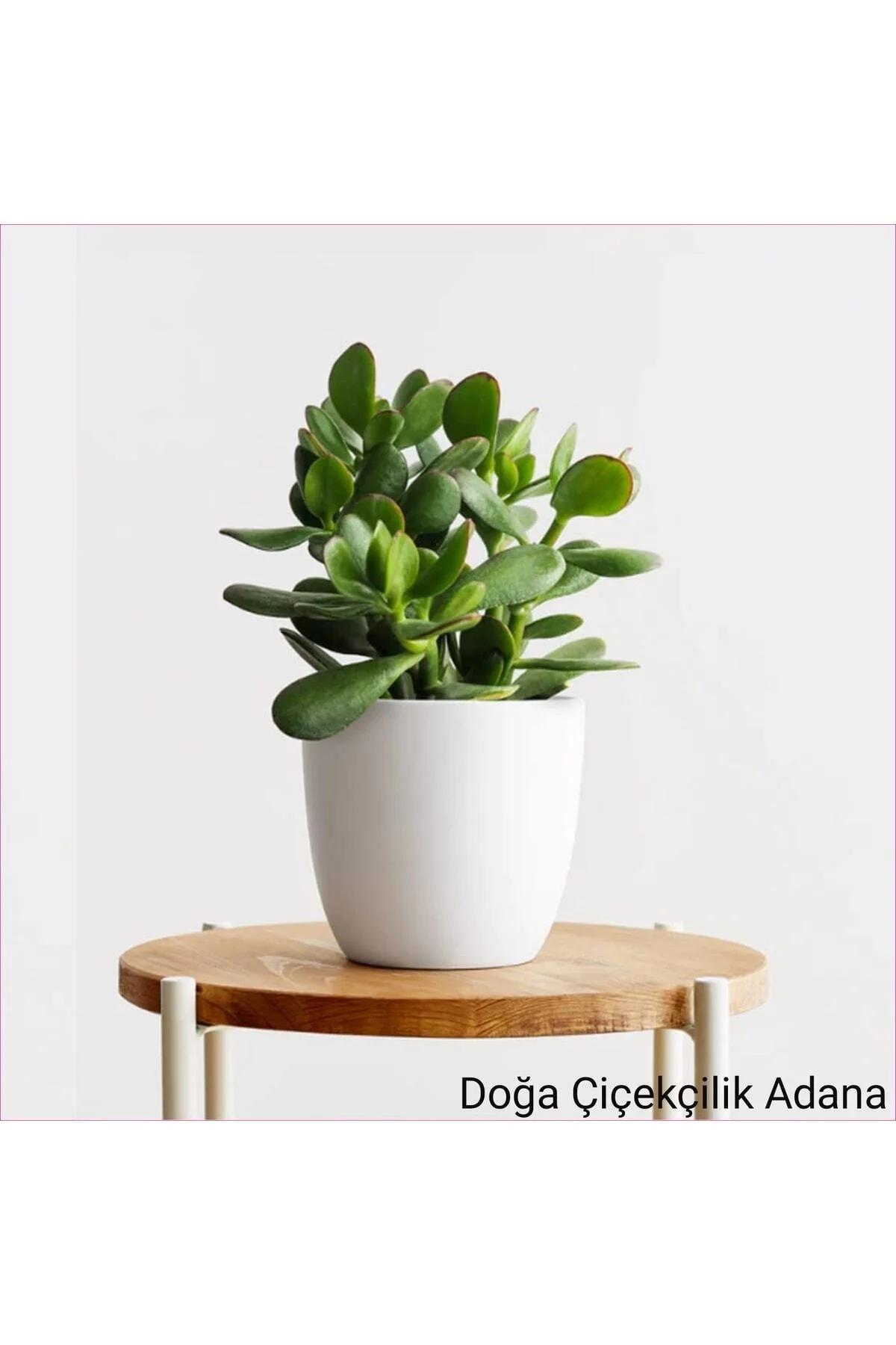Para Çiçeği Bereket Ağacı Crassula Ovata Para Çiçeği Bereket Ağacı Crassula Ovata