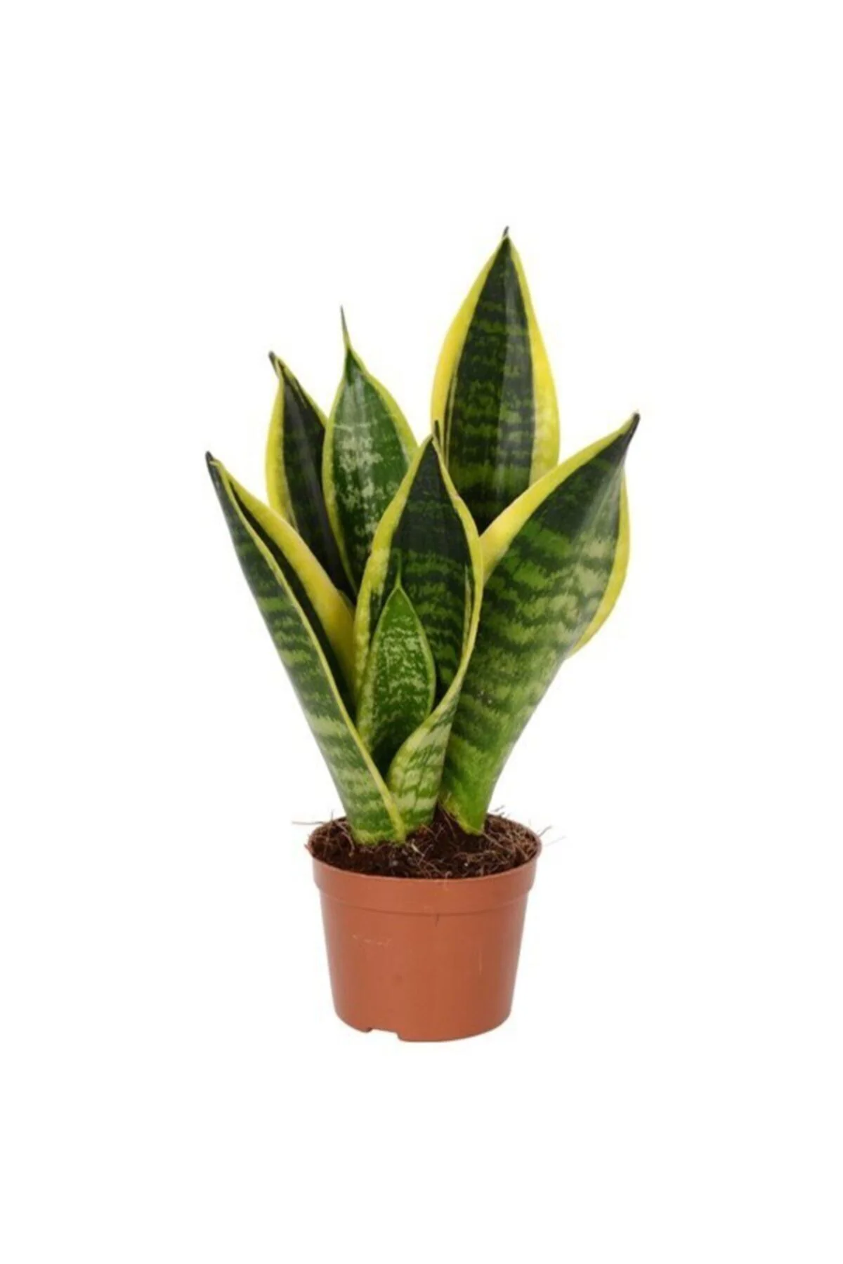 Paşa Kılıcı Mini 30-40cm Peygamber Kılıcı