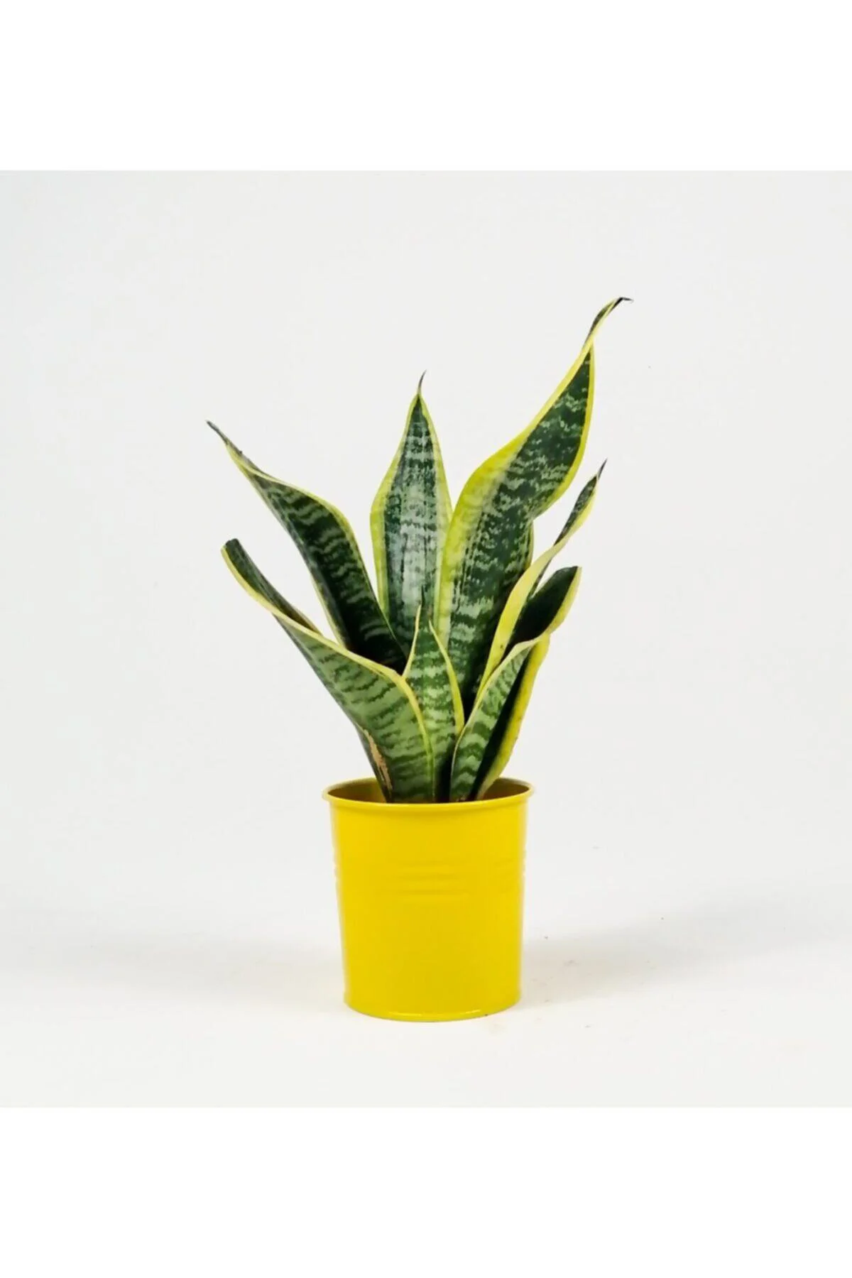Paşa Kılıçı Sansevieria 25cm Paşa Kılıçı Sansevieria 25cm