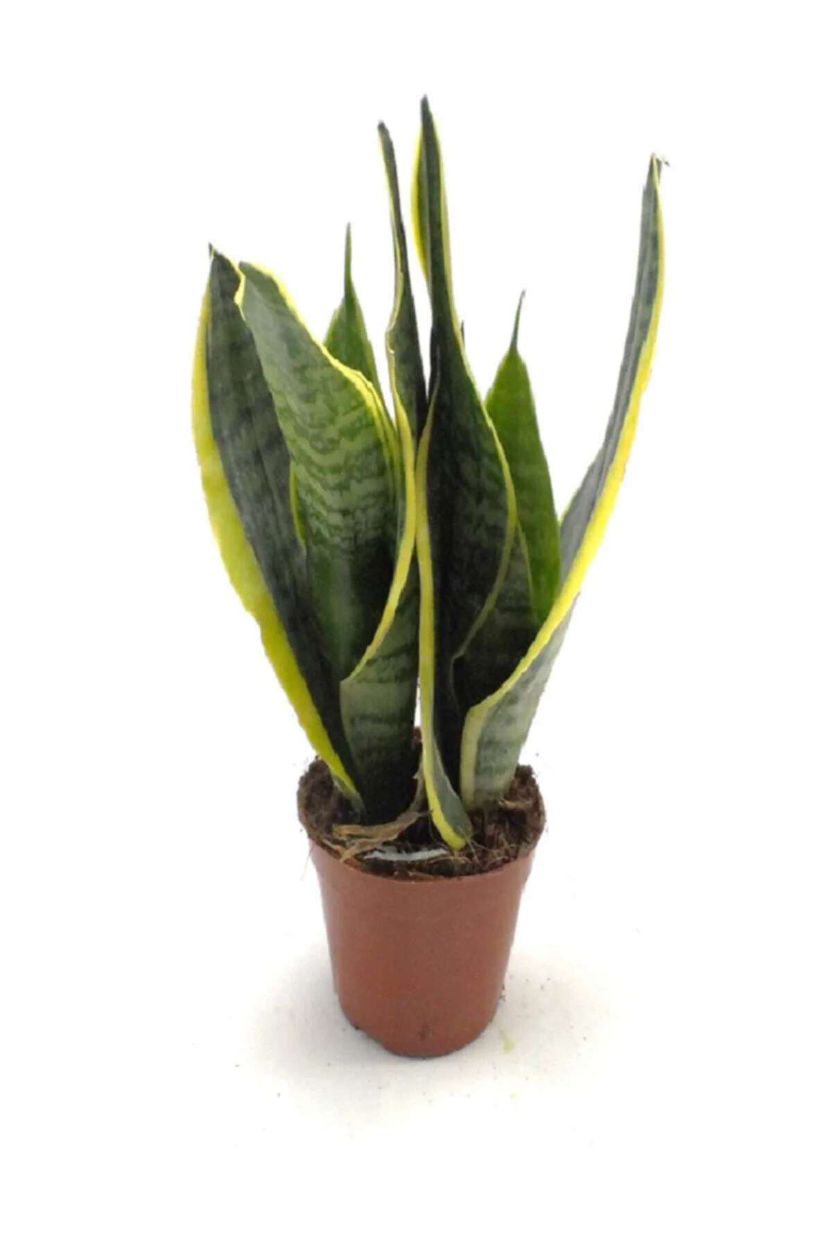 Paşa Kılıçı Sansevieria 25cm Paşa Kılıçı Sansevieria 25cm