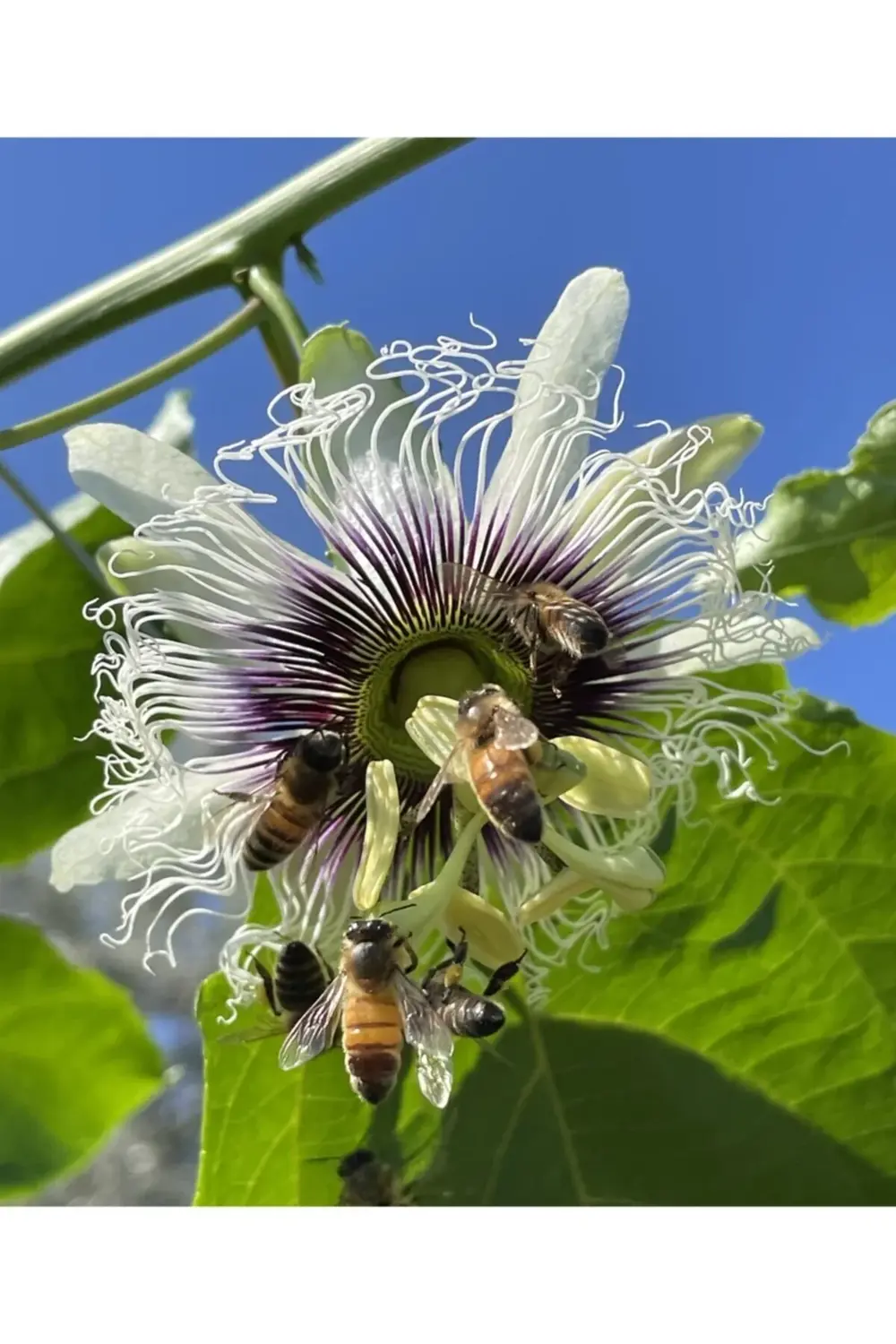 Passiflora (çarkıfelek) Fidanı Japon Red. Tüplü 50 Cm