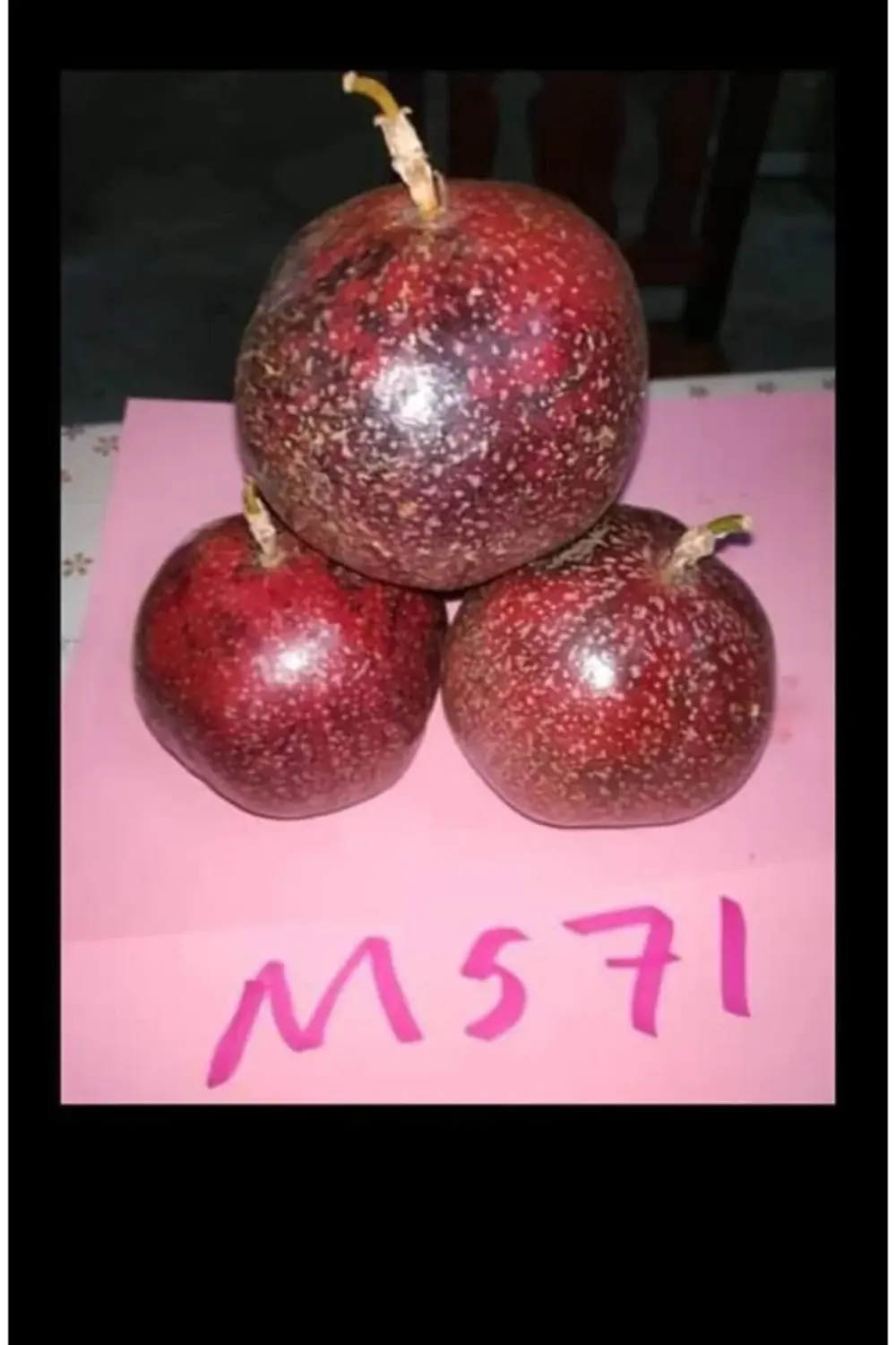 Passiflora (çarkıfelek) Fidanı Japon Red. Tüplü 50 Cm