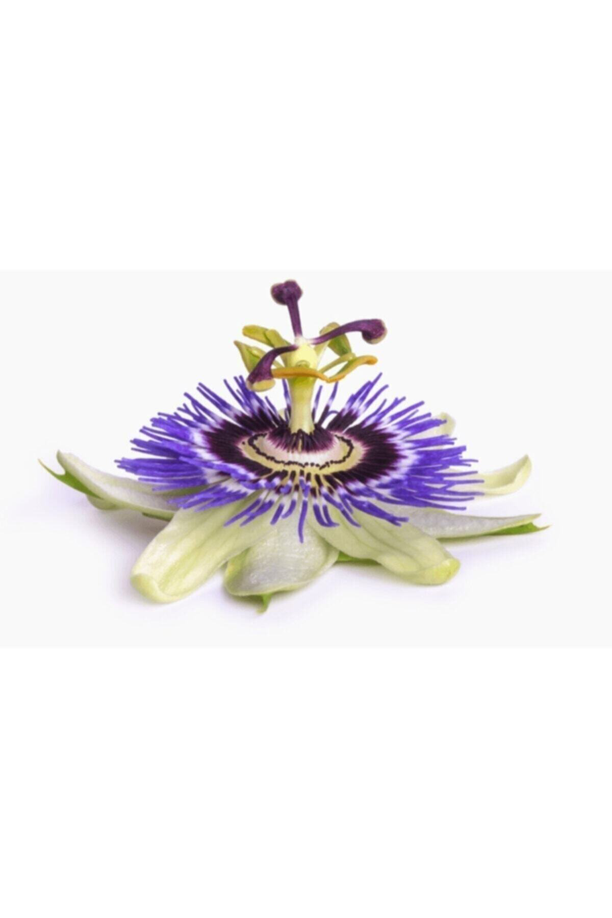 Passiflora Ve Kediotu Ekstraktı Takviye Edici Gıda 10 Kapsül