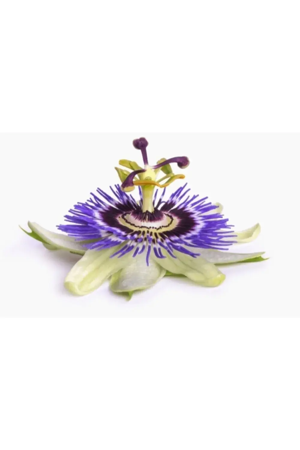 Passiflora Ve Kediotu Ekstraktı Takviye Edici Gıda 10 Kapsül