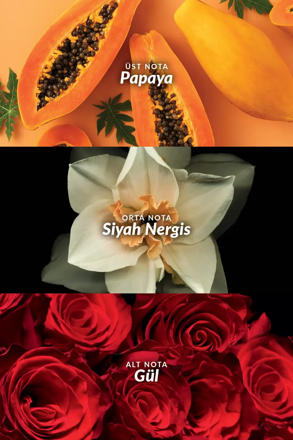 Passion Dance ve Passion Dance Dark Kadın Parfüm Paketi