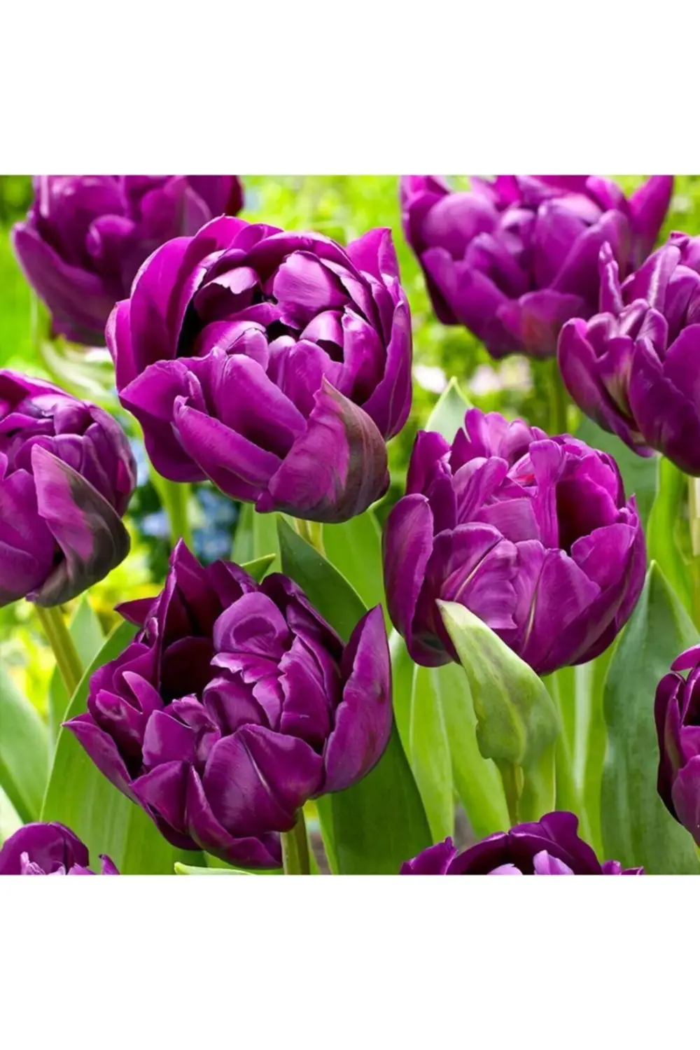 Patlıcan Mor Parrot Negrita Lale Soğanı (5 Adet)