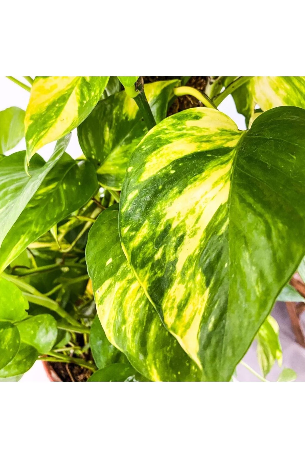 Patos - Salon Sarmaşığı - Epipremnum Aureum Patos - Salon Sarmaşığı - Epipremnum Aureum - Görsel 3