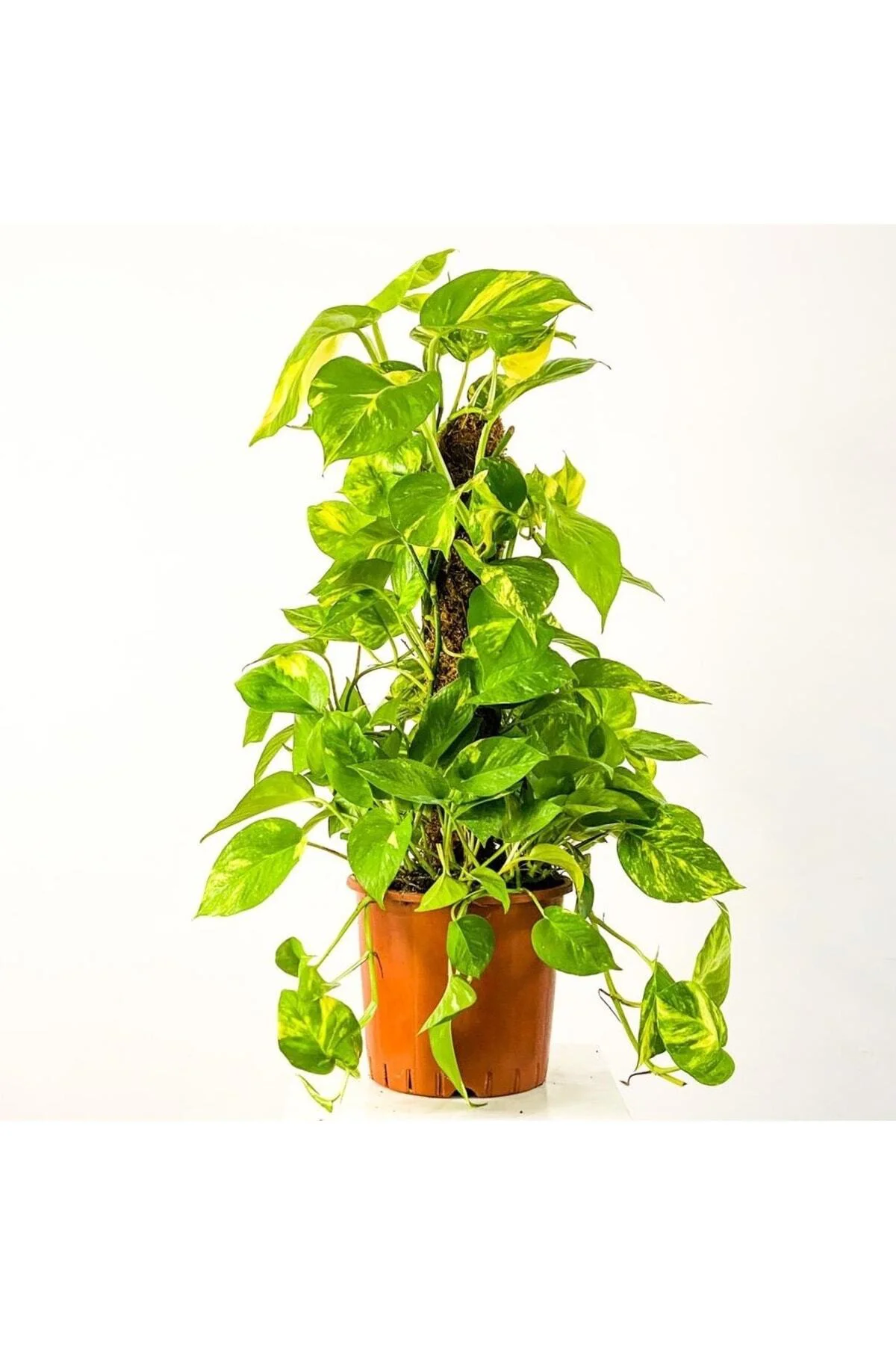 Patos - Salon Sarmaşığı - Epipremnum Aureum Patos - Salon Sarmaşığı - Epipremnum Aureum
