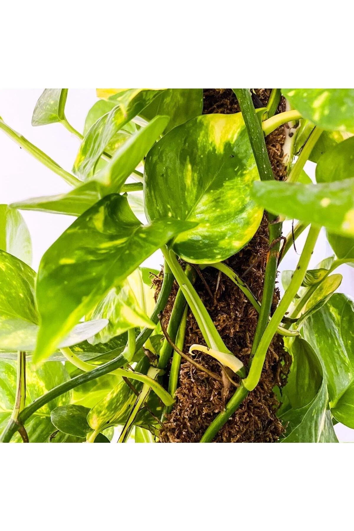 Patos - Salon Sarmaşığı - Epipremnum Aureum Patos - Salon Sarmaşığı - Epipremnum Aureum - Görsel 2