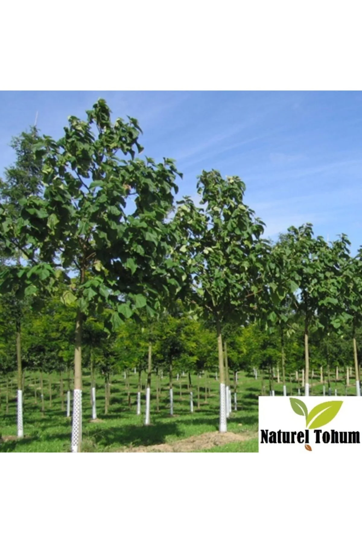 Paulownia Ağacı - Dev Ağaç Tohumu Tropikal Ağaç Tohumları (5 Adet Tohum) Fiyatı, Yorumları ve Özellikleri