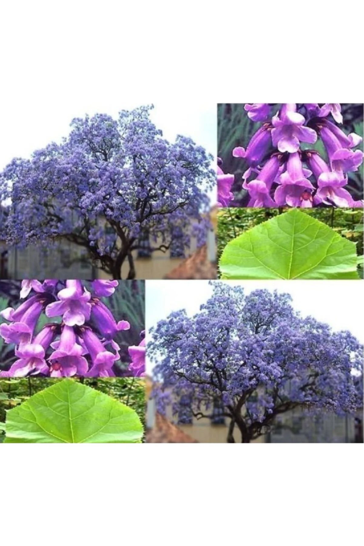 Paulownia Ağacı - Dev Ağaç Tohumu Tropikal Ağaç Tohumları (5 Adet Tohum) Fiyatı, Yorumları ve Özellikleri