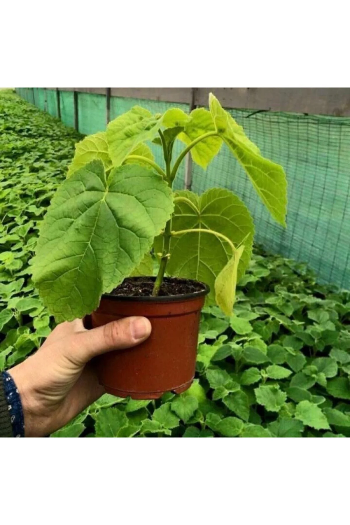 Paulownia Ağacı - Dev Ağaç Tohumu Tropikal Ağaç Tohumları (5 Adet Tohum) Fiyatı, Yorumları ve Özellikleri