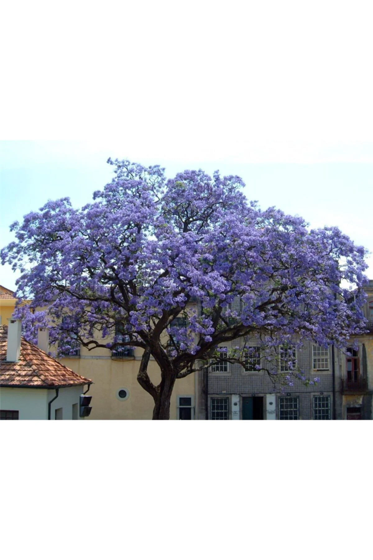 Paulownia Ağacı - Dev Ağaç Tohumu Tropikal Ağaç Tohumları (5 Adet Tohum) Fiyatı, Yorumları ve Özellikleri